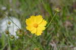 Lance coreopsis